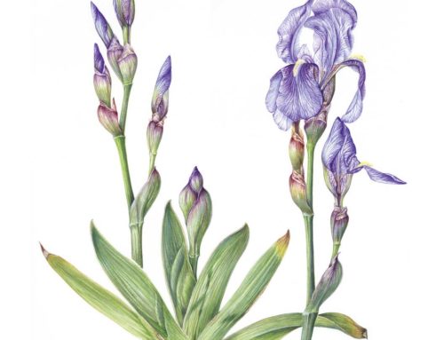 Iris del Gargano
