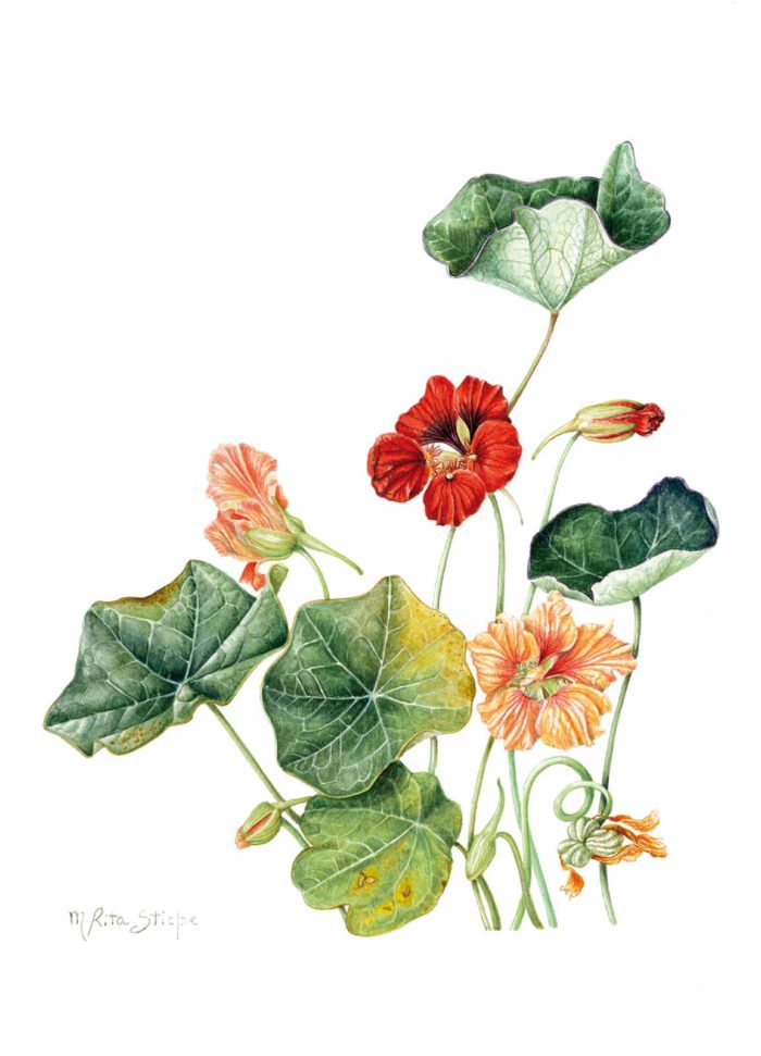 Catalogo - Ars Botanica - Stampa 11