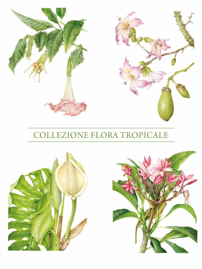 Stampa - Collezione Flora Tropicale - Completa