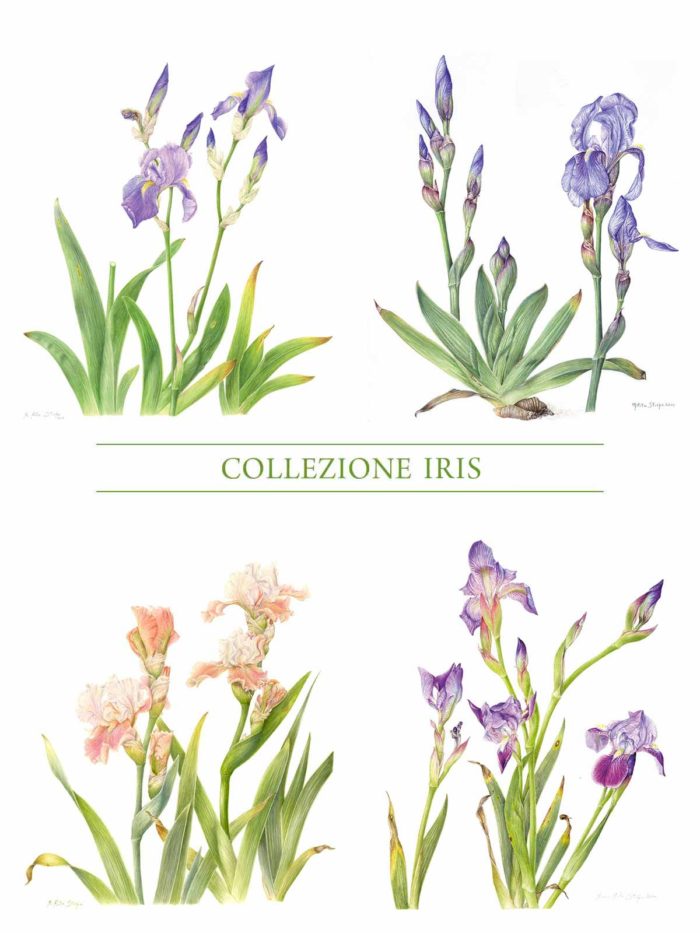 Stampa - Collezione Iris - Completa